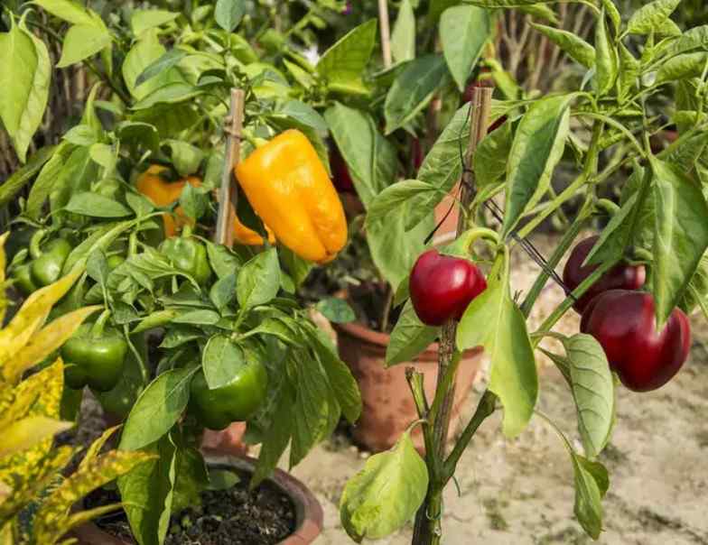Evde Meyve Ve Sebze Nasıl Yetiştirilir ? Biliyor musunuz?