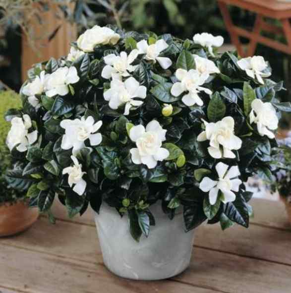 Gardenya (Gardenia jasminoides )
