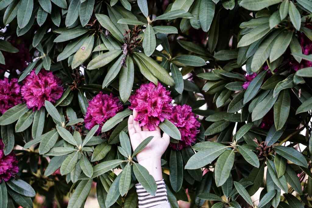 Açelya- Orman Gülü- Rhododendron Simsii