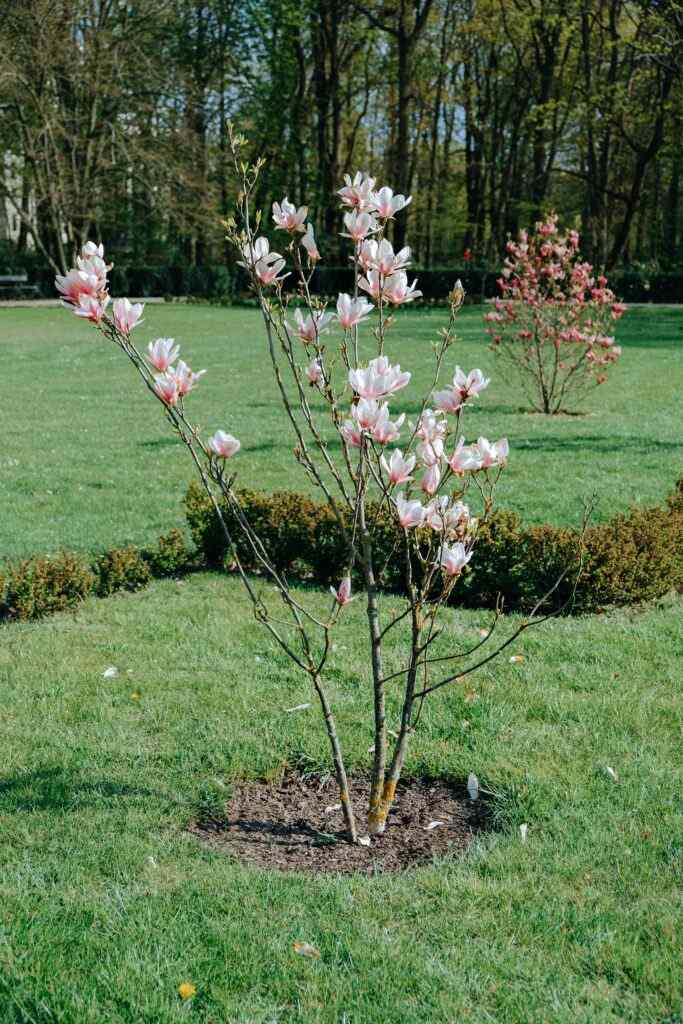 Manolya- Magnolia grandiflora L.