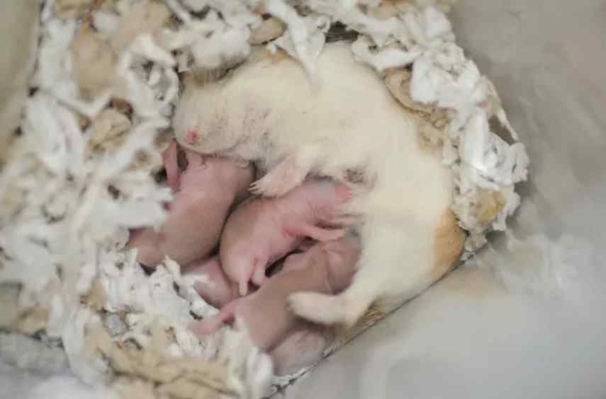 Hamster Anne ve Yavruları