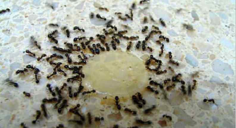 Karıncaları Öldürmeden Doğal Yollarla Nasıl Evimizden Uzaklaştırırız?