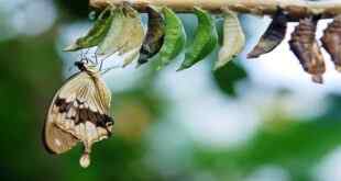 İpekböceği nedir? İpekböceği Nasıl Yetiştirilir ?